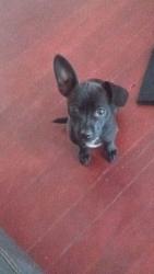 Lost Male Dog last seen S bivins, Amarillo, TX 79159