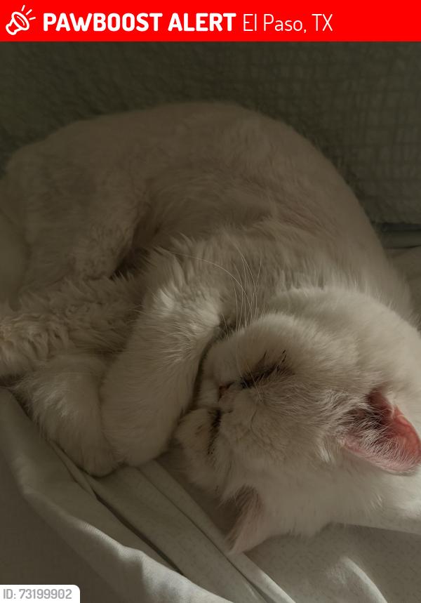 Lost Female Cat last seen The retreat at Mesa Hills, El Paso, TX 79912