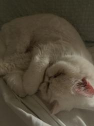 Lost Female Cat last seen The retreat at Mesa Hills, El Paso, TX 79912