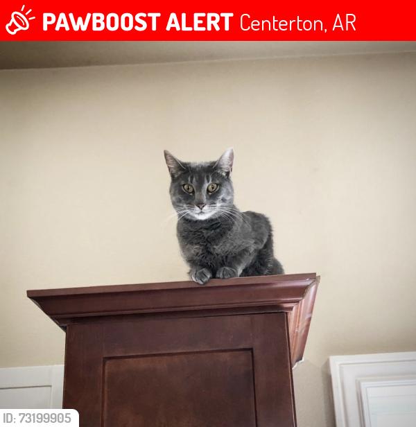 Lost Female Cat last seen Hey 72, Centerton, AR 72719