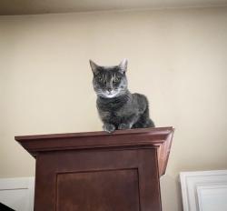 Lost Female Cat last seen Hey 72, Centerton, AR 72719