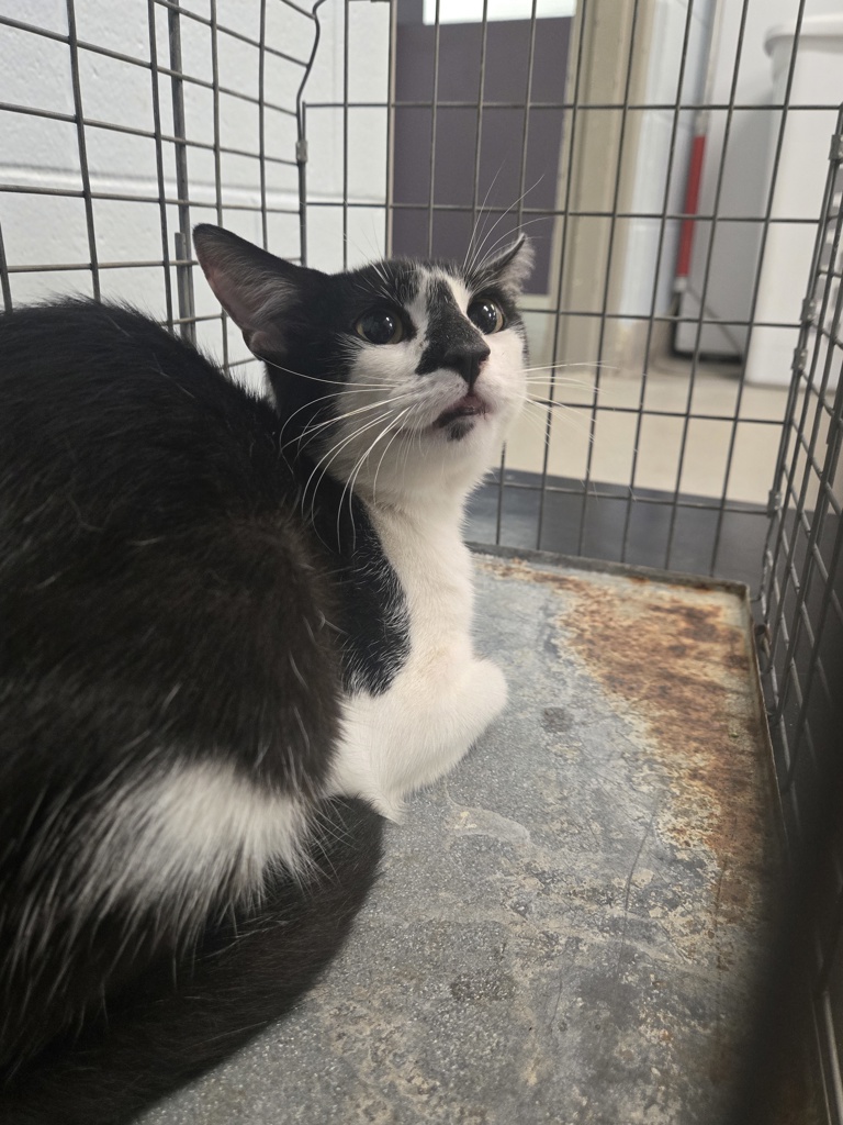 Shelter Stray Male Cat last seen Near Ritchie Highway, BROOKLYN, MD, 21225, 411 Maxwell Frye Rd, Millersville, MD 21108, USA