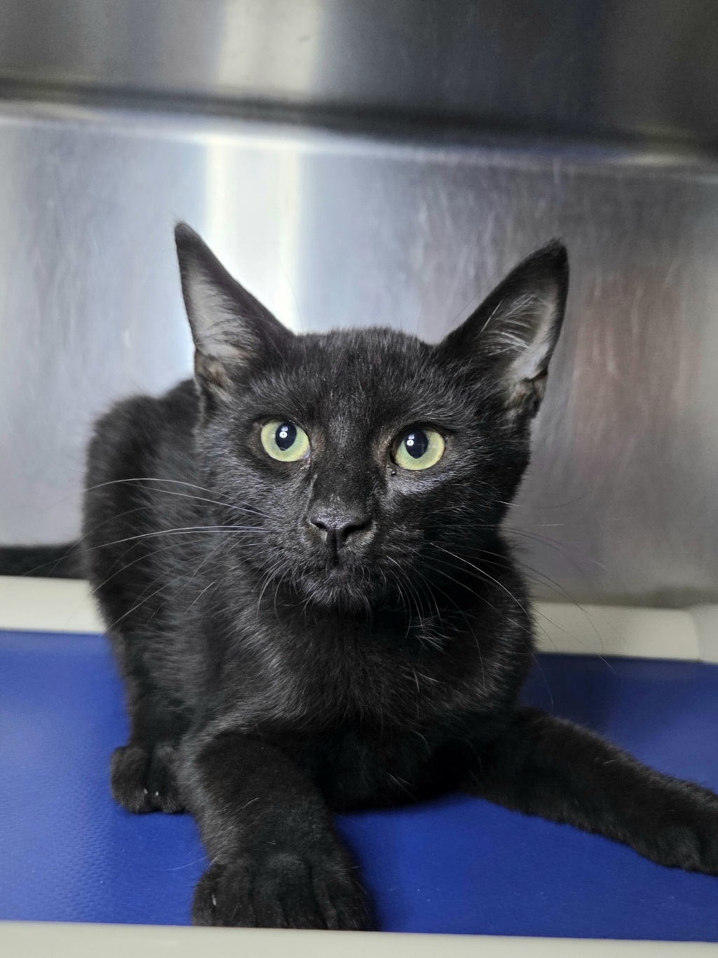 Shelter Stray Male Cat last seen MD, 411 Maxwell Frye Rd, Millersville, MD 21108, USA