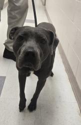 Shelter Stray Male Dog last seen Eubanks Loop, FORT GEORGE G MEADE, MD, 20755, 411 Maxwell Frye Rd, Millersville, MD 21108, USA