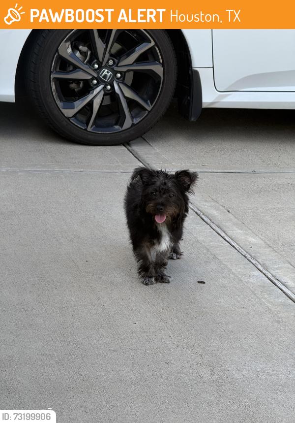 Found/Stray Unknown Dog last seen Kimball Mill Ln, Houston, TX 77084