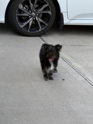 Found/Stray Unknown Dog last seen Kimball Mill Ln, Houston, TX 77084