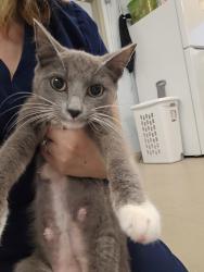 Shelter Stray Female Cat last seen Near Ritchie Highway, BROOKLYN, MD, 21225, 411 Maxwell Frye Rd, Millersville, MD 21108, USA