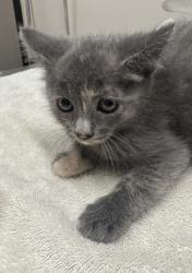 Shelter Stray Female Cat last seen Near S Anza Street, El Cajon, CA, 92020, El Cajon, CA 92020, USA
