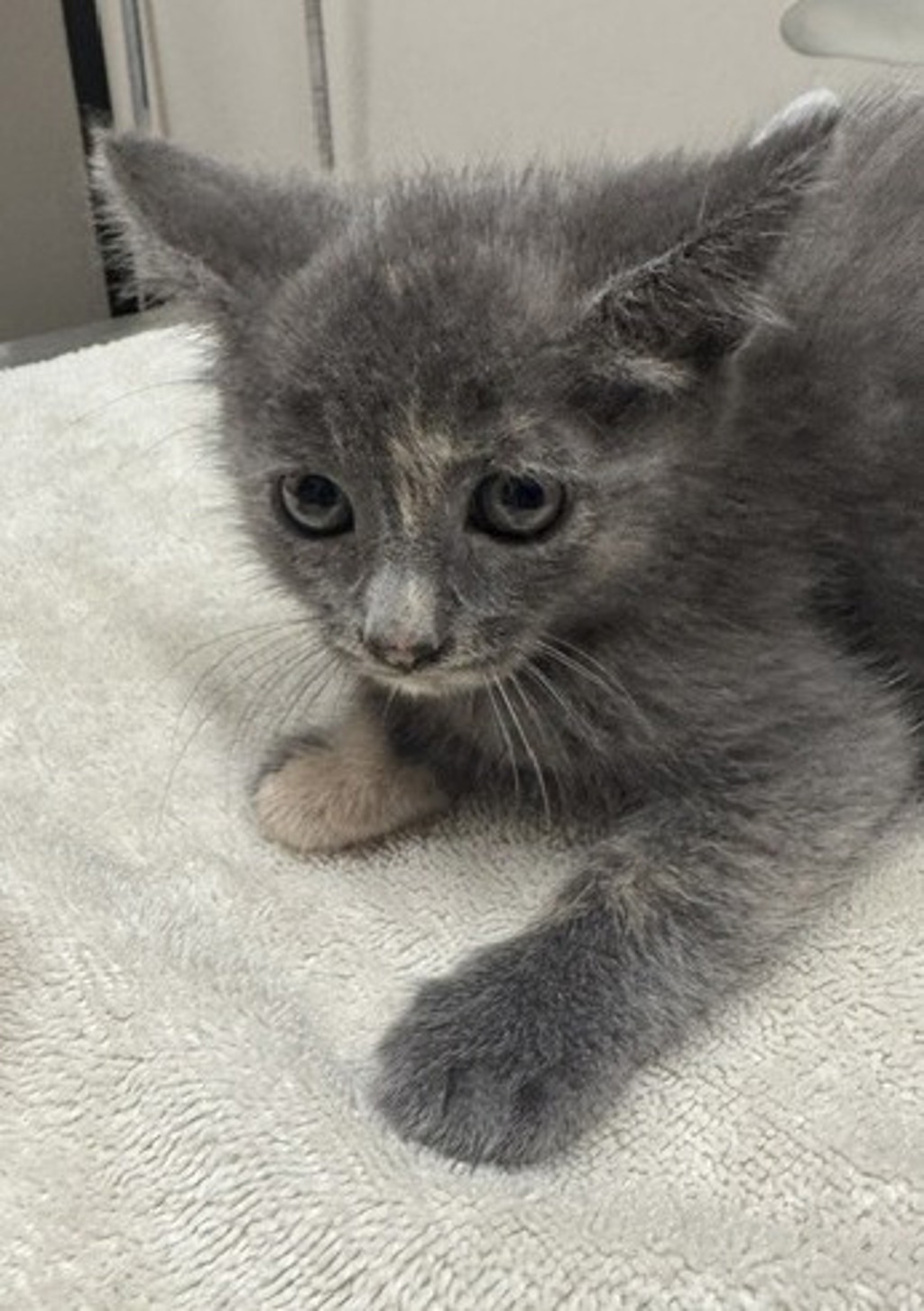 Shelter Stray Female Cat last seen Near S Anza Street, El Cajon, CA, 92020, El Cajon, CA 92020, USA