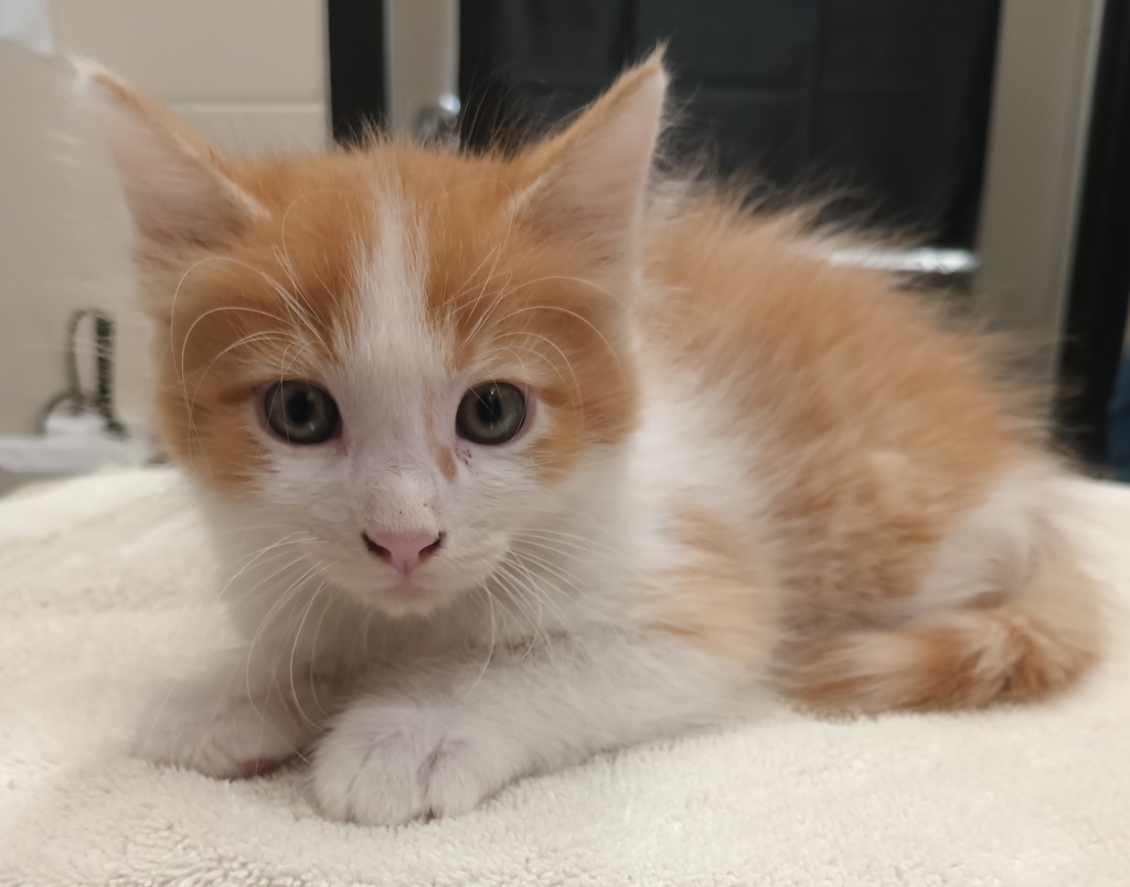Shelter Stray Male Cat last seen Near S Anza Street, El Cajon, CA, 92020, El Cajon, CA 92020, USA