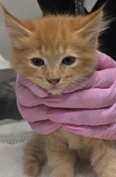 Shelter Stray Male Cat last seen Near S Anza Street, El Cajon, CA, 92020, El Cajon, CA 92020, USA