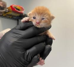 Shelter Stray Male Cat last seen Near Friars Road, San Diego, CA, 92108, 5500 Gaines St, San Diego, CA 92110, USA