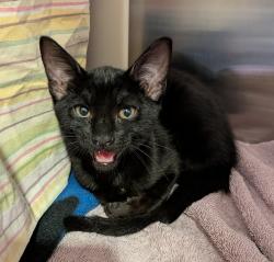 Shelter Stray Male Cat last seen Brandywood St, San Diego, CA, 92114, 5500 Gaines St, San Diego, CA 92110, USA