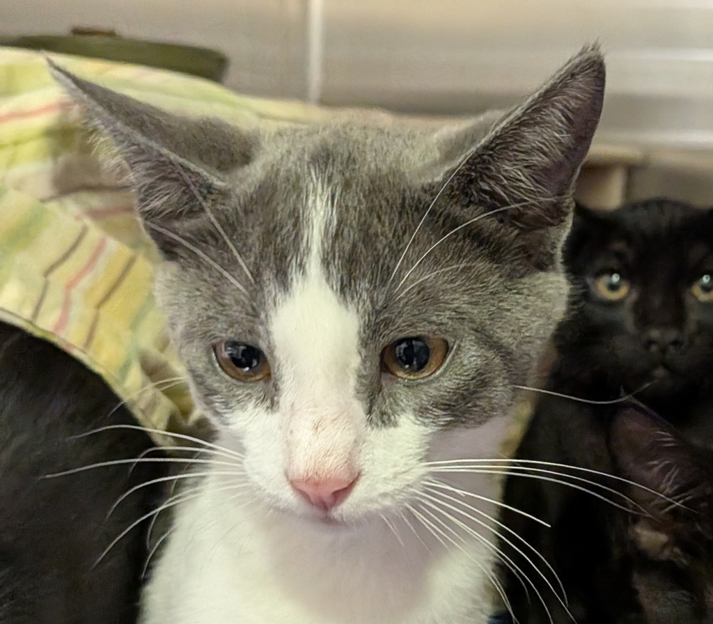 Shelter Stray Male Cat last seen Brandywood St, San Diego, CA, 92114, 5500 Gaines St, San Diego, CA 92110, USA