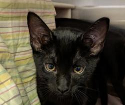 Shelter Stray Female Cat last seen Brandywood St, San Diego, CA, 92114, 5500 Gaines St, San Diego, CA 92110, USA