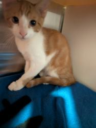 Shelter Stray Male Cat last seen Brandywood St, San Diego, CA, 92114, 5500 Gaines St, San Diego, CA 92110, USA
