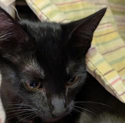 Shelter Stray Male Cat last seen Brandywood St, San Diego, CA, 92114, 5500 Gaines St, San Diego, CA 92110, USA