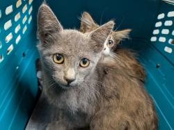 Shelter Stray Male Cat last seen Market Street, San Diego, CA, 92102, 5500 Gaines St, San Diego, CA 92110, USA