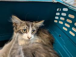 Shelter Stray Female Cat last seen Market Street, San Diego, CA, 92102, 5500 Gaines St, San Diego, CA 92110, USA