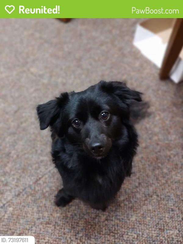 Reunited Male Dog last seen Near fitch st, Winston-Salem, NC 27107