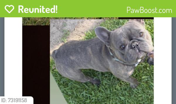 Reunited Male Dog last seen Bethel and Magnolia, Sanger, CA 93657