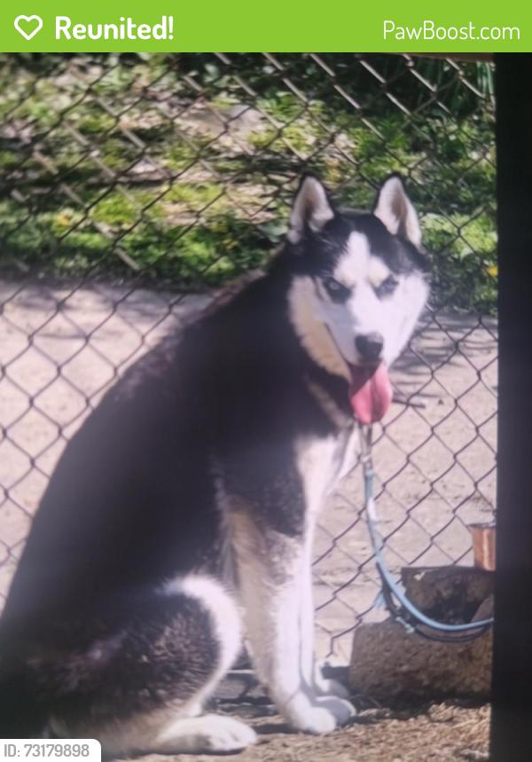 Reunited Male Dog last seen Oakfield Avenue in Fairfax road., Baltimore, MD 21216