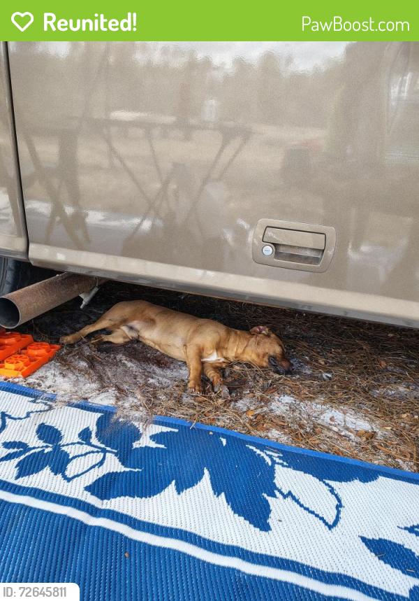 Reunited Male Dog last seen Cousintown rd, Interlachen, FL 32148