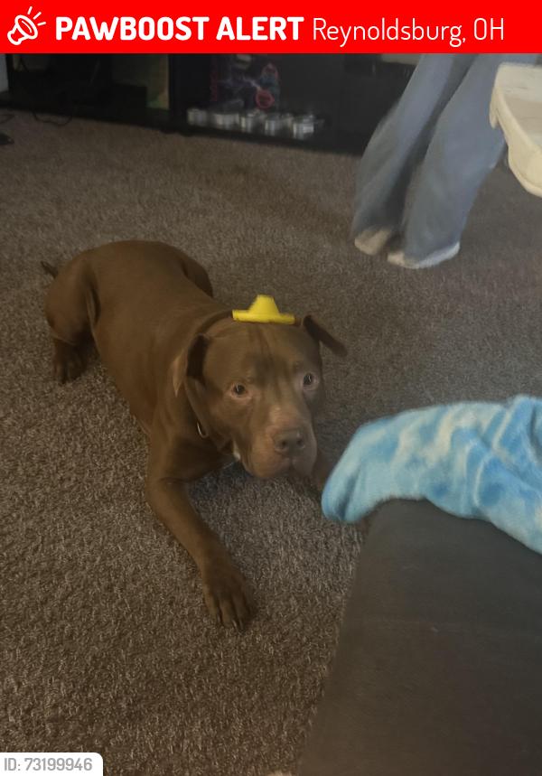 Lost Male Dog last seen Brice and Main , near Balsam and surrounding streets, Reynoldsburg, OH 43068