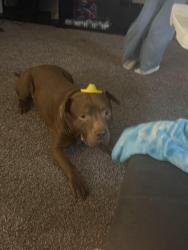 Lost Male Dog last seen Brice and Main , near Balsam and surrounding streets, Reynoldsburg, OH 43068
