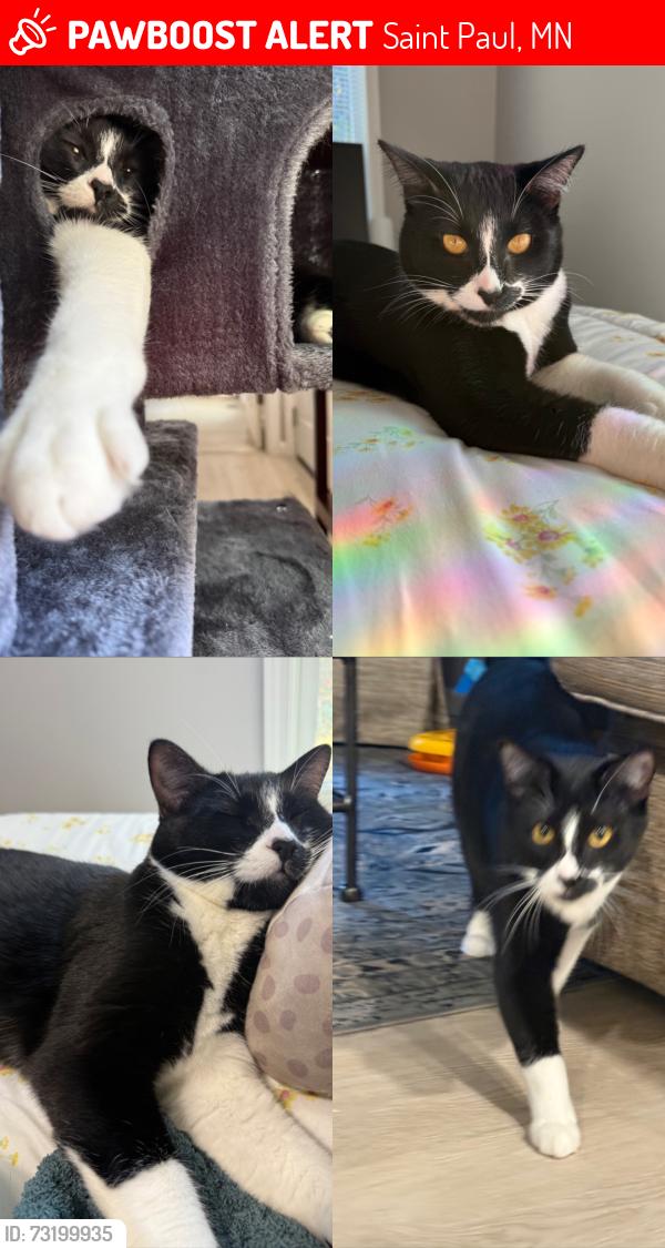 Lost Male Cat last seen Newell Park, Saint Paul, MN 55104