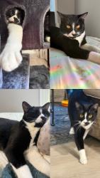 Lost Male Cat last seen Newell Park, Saint Paul, MN 55104