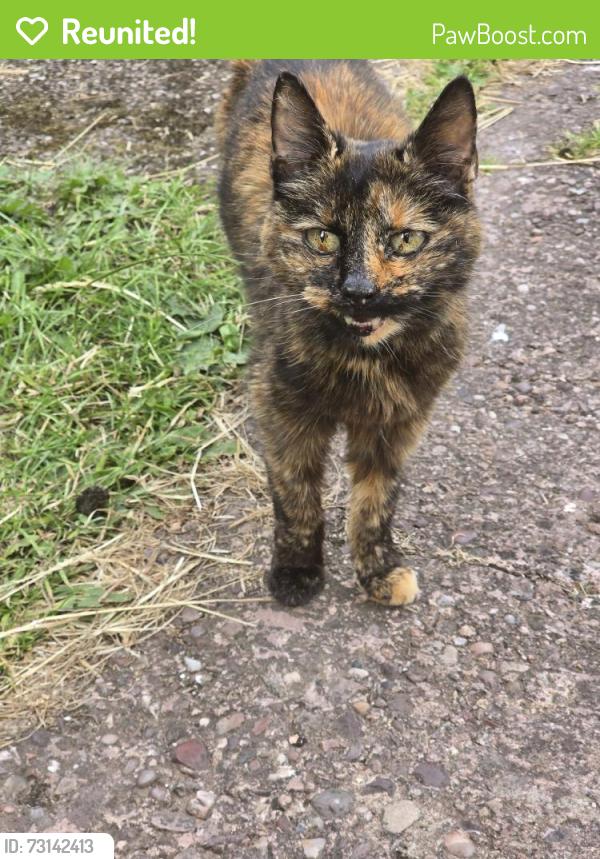 Reunited Unknown Cat last seen Near fields, Stoke-on-Trent, England 