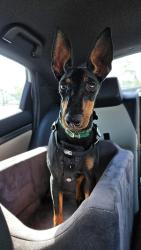 Reunited Female Dog last seen Lincoln / 30th, San Diego, CA 92104