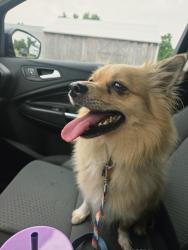 Reunited Male Dog last seen Willow Grove Ave and stenton ave, Wyndmoor, PA 19038