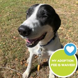 Shelter Stray Male Dog last seen , 4500 N Access Rd, Chattanooga, TN 37415, USA