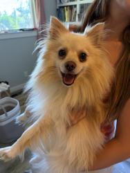 Found/Stray Unknown Dog last seen 277th and 124th, Kent, WA 98035