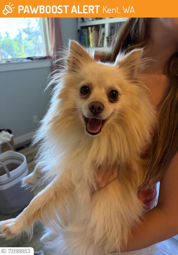 Found/Stray Unknown Dog last seen 277th and 124th, Kent, WA 98035