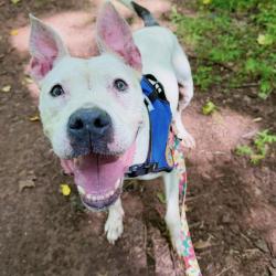 Shelter Stray Female Dog last seen , 328 Furman Hall Rd, Greenville, SC 29609, USA