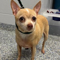 Shelter Stray Female Dog last seen , 328 Furman Hall Rd, Greenville, SC 29609, USA