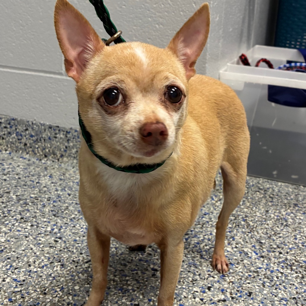 Shelter Stray Female Dog last seen , 328 Furman Hall Rd, Greenville, SC 29609, USA