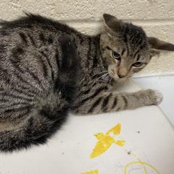 Shelter Stray Male Cat last seen , 2350 Appling City Cove, Memphis, TN 38133, USA