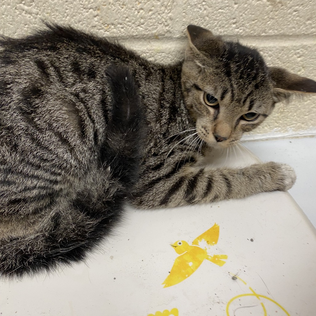 Shelter Stray Male Cat last seen , 2350 Appling City Cove, Memphis, TN 38133, USA