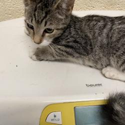 Shelter Stray Female Cat last seen , 2350 Appling City Cove, Memphis, TN 38133, USA