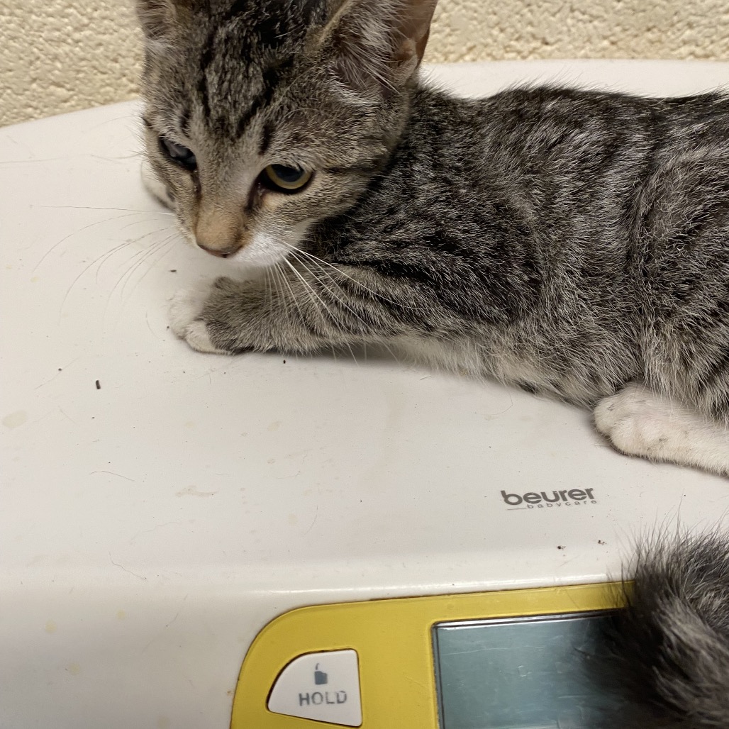 Shelter Stray Female Cat last seen , 2350 Appling City Cove, Memphis, TN 38133, USA