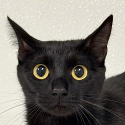 Shelter Stray Female Cat last seen , 3173 K-68 Hwy, Ottawa, KS 66067, USA