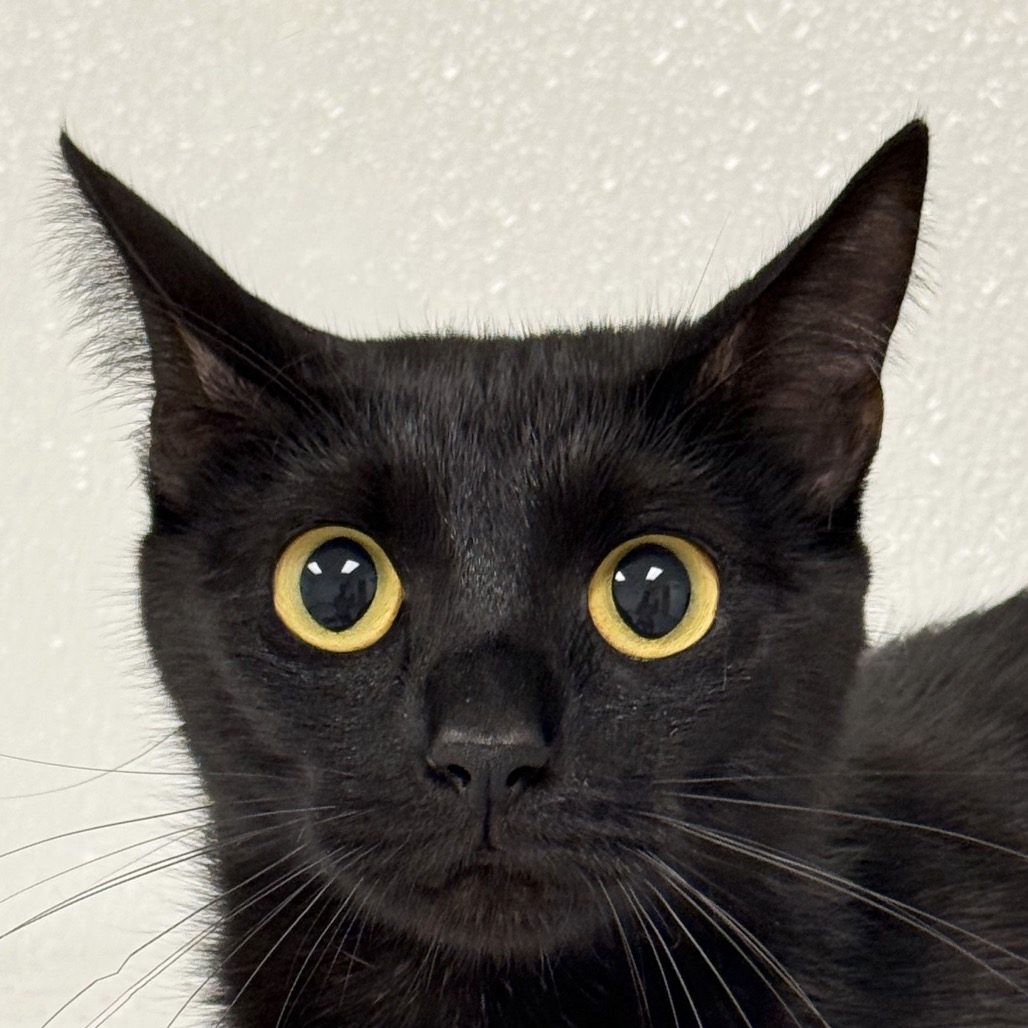Shelter Stray Female Cat last seen , 3173 K-68 Hwy, Ottawa, KS 66067, USA