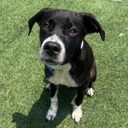 Shelter Stray Male Dog last seen , 2350 Appling City Cove, Memphis, TN 38133, USA
