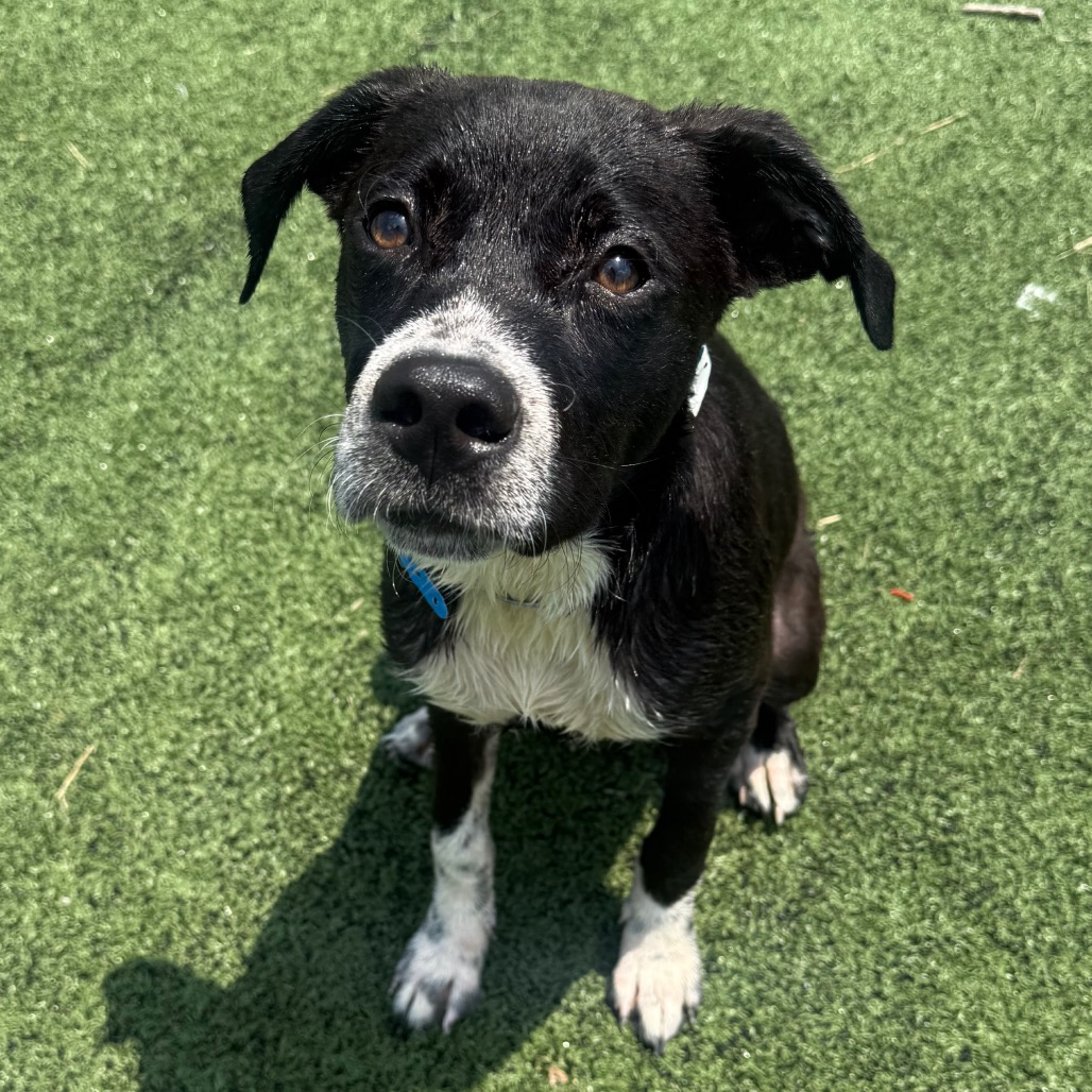 Shelter Stray Male Dog last seen , 2350 Appling City Cove, Memphis, TN 38133, USA