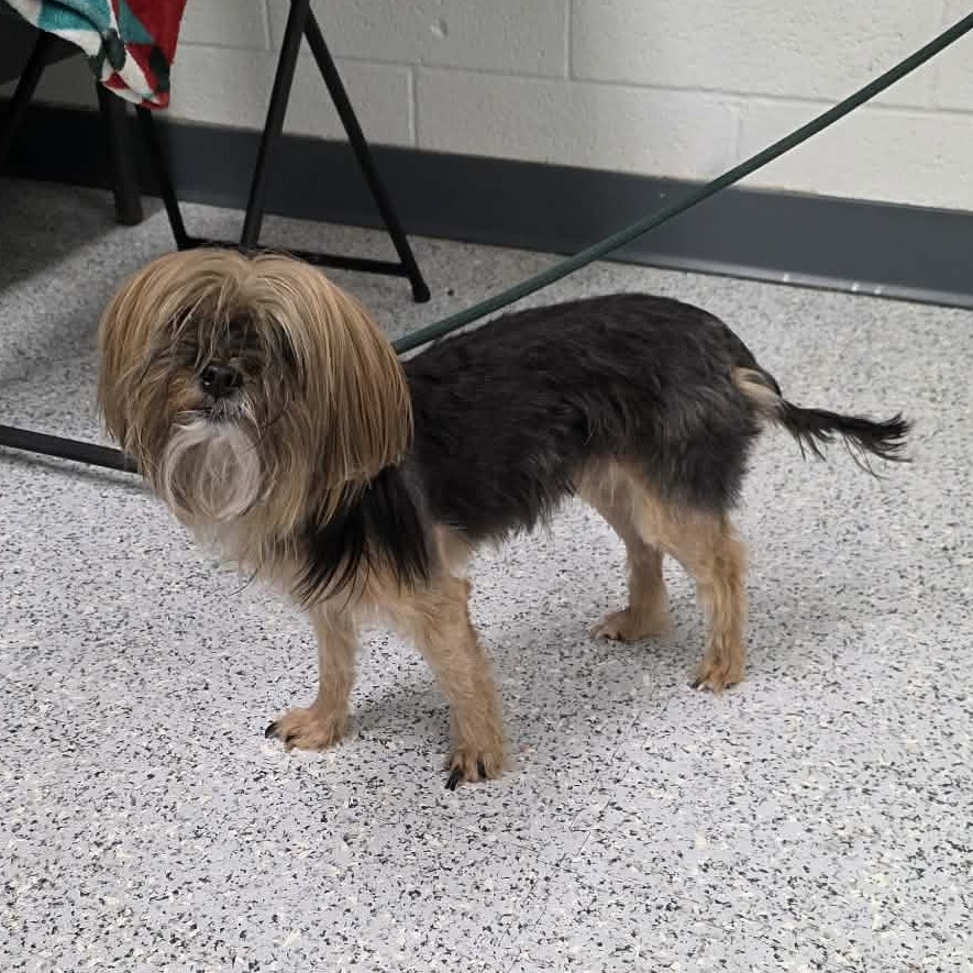 Shelter Stray Female Dog last seen , 5801 Graye Ln, Caldwell, ID 83607, USA