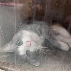 Shelter Stray Male Cat last seen , Animal Care & Control Team of Philly, 111 W Hunting Park Ave, Philadelphia, PA 19140, USA